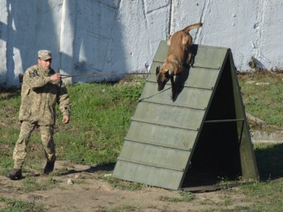 Собака-сапер і пес-чатовий: у Збройних Силах навчають чотирилапих знаходити вибухівку та нести вартову службу  