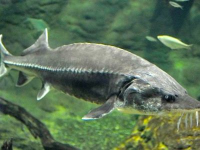 Операція «Рятування бестера», АТО. 2015 рік  