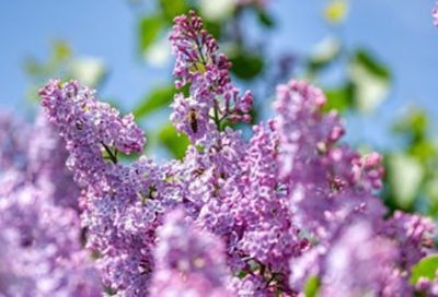 День матері: історія запровадження свята  