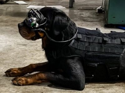 Армія США розробляє систему доповненої реальності для військових собак  