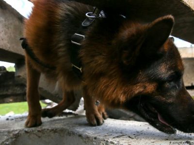 В австрійській армії навчили службову собаку виявляти COVID  