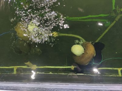 Як танкісти займаються легководолазною підготовкою  