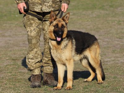 На строкову службу — зі своїм псом  