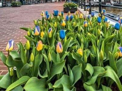 Нідерландські та тайванські селекціонери вивели нові сорти квітів у кольорах прапора України  