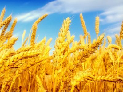 росія краде українську пшеницю та бреше про «організацію урядом США голодомору в Україні»  