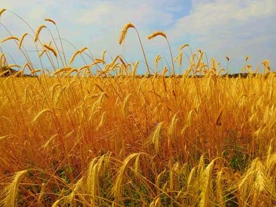 Шляхи вирішення «зернової» кризи, створеної росією  