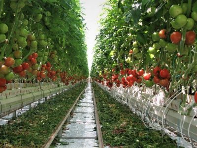 Овочі від уманців – захисникам України  