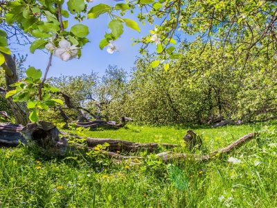 Під ворожим вогнем опинились природоохоронні райони Сумщини  