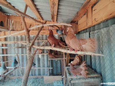 В українському Бусідо замість бонсаю — птахи  