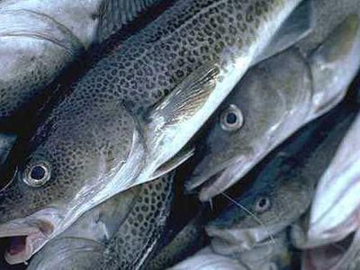 Тувинський «баран» дорожчий за сахалінський «мінтай»  