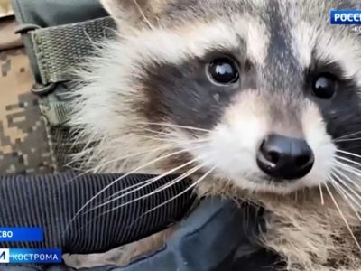 На росії тішаться викраденим з Херсона єнотом  
