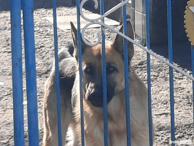 Як собака Рей став «москалем»  