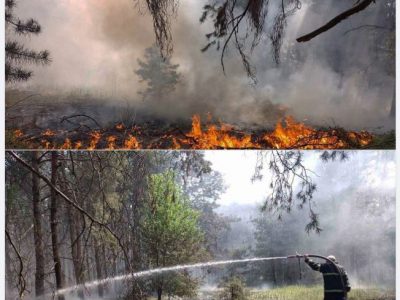 Від вторгнення зс рф в Україні постраждали 20 % заповідників — WWF  
