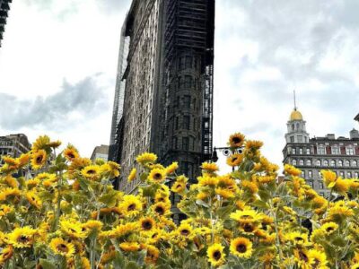 У Нью-Йорку до Дня Соборності України висадили понад 300 соняшників  