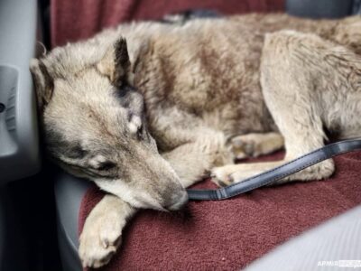 Історія про піхоту, Бахмут і… молоду вовчицю  