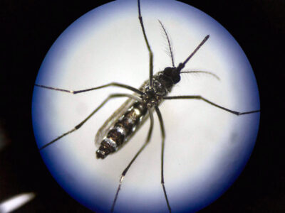 Як генерал кирилов урятував росіян від «бойових комарів»  