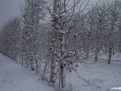 Прикордонне селище Ветеринарне: тисячі тонн незібраних яблук гниють на кордоні з рф  