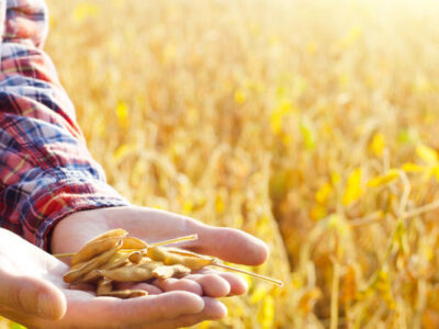 Міжнародні партнери допомагатимуть вирощувати урожай на деокупованих територіях  