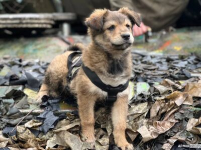 Цуценя Фугас — унікальний позаштатний психолог танкістів бригади імені Івана Сірка  