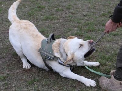«Ситуація не була такою бентежною»: службовий пес Нацгвардії «розповів» про резонансну подорож потягом  