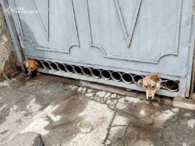 На Херсонщині врятували двох собак, які потрапили у пастку внаслідок ворожого обстрілу  