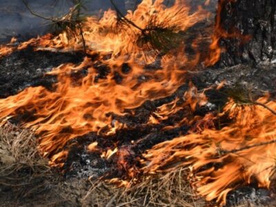 Луганщину спустошують пожежі, поки окупанти створюють нові військові класи для школярів  