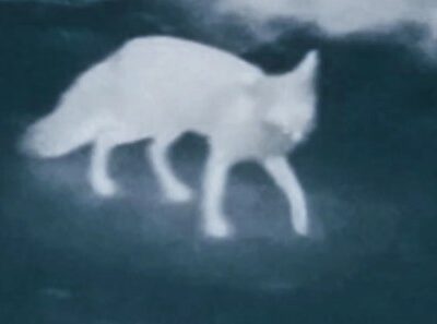 «Сталеві леви» та «Богомоли» зустріли зайчика-побігайчика та кабана-іклана на Лиманському напрямку  