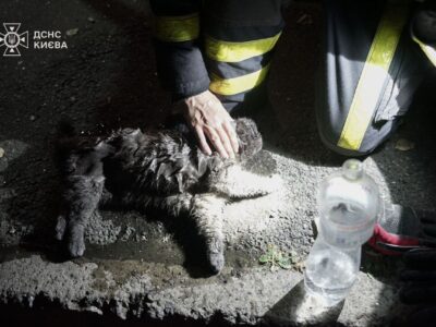 Дроном атакований та вогнем охоплений: у Києві рятувальники реанімували кота  