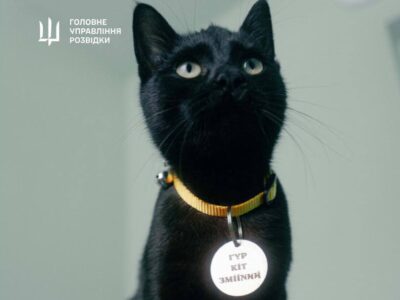 Операція «ГУР-КІТ»: розвідники провели нетипову евакуацію котів з острова Зміїний  
