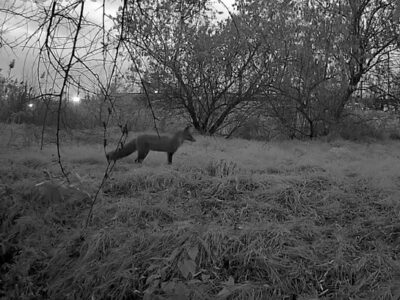 Тварини замість тварюк — на кордоні у відеопастки для ухилянтів потрапили представники природи  