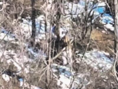 «Жертва бабє ягє»: російські солдати прив’язують своїх побратимів до дерев на полі бою  