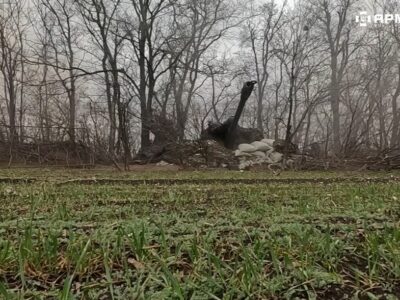 Радянська гармата воює проти росіян: гаубиця Д-30 з Естонії знищує окупантів  