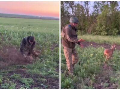 Розвідники єгерів врятували косулю, яка заплуталась у колючому дроті  