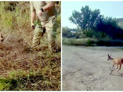 Козуля заплуталася рогами у дроті, проте на допомогу їй прийшли бійці ЗСУ  