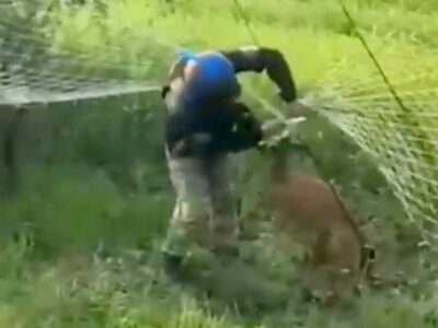 Українські воїни врятували оленя, яке заплуталося в антидроновій сітці  