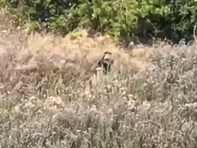 Самотній «герой спецоперації»: окупант застряг у «плутанці» й більше нікуди не пішов  