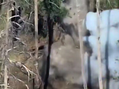 «Жодних шансів»: на Лиманщині дрони «Signum» б’ють у кожну «нору»  