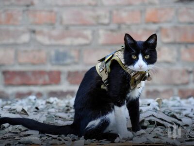 Ловив мишей і дослужився до старшого сержанта: секрет «кар’єри» кота зі 127-ї бригади  