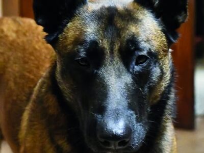 «Пес, який відчув смерть»: історія Аїда, що тягнув господаря за штанину, коли небо падало «Градом»  