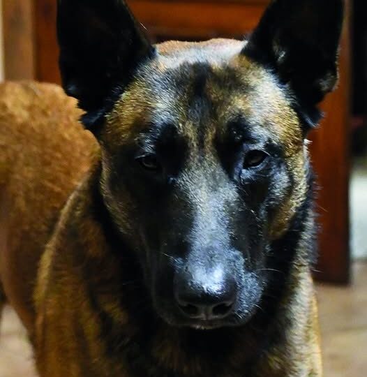 «Пес, який відчув смерть»: історія Аїда, що тягнув господаря за штанину, коли небо падало «Градом»