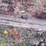 Врятувалися від дронів та загинули від куль — наша піхота не залишала шансів окупантам