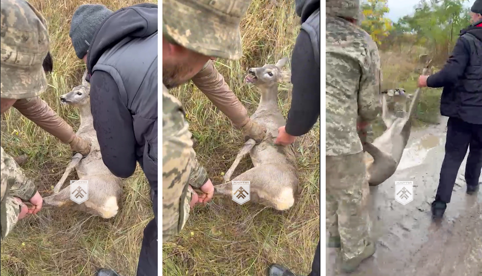 Військові з бригади «Хартія» Національної гвардії України допомогли дикій козулі, яка застрягла у путанці — перешкоді з дроту, що захищає від проходу диверсійних груп. Бійці розплутали тварину й відпустили її на волю
