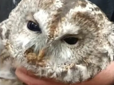 «Залізні люди з м’яким серцем»: артилеристи повернули свободу сові, спійманій у дріт окупантів  