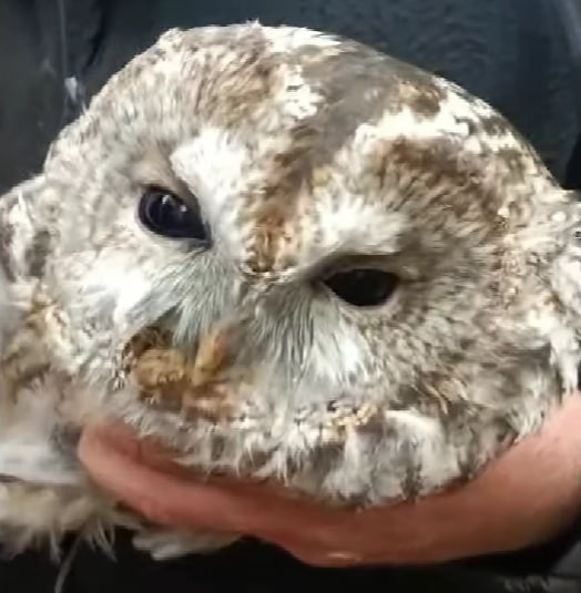 «Залізні люди з м’яким серцем»: артилеристи повернули свободу сові, спійманій у дріт окупантів  