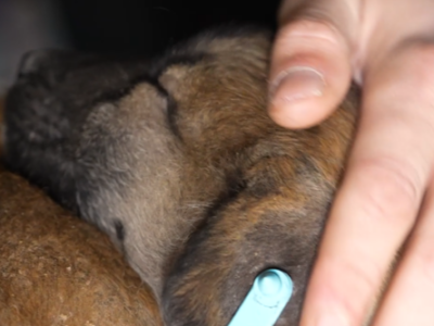 На Харківщині «Хартійці» евакуювали п’ятьох цуциків з передової на НРК  