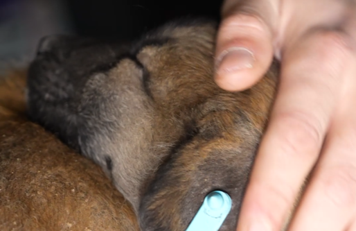 На Харківщині «Хартійці» евакуювали п’ятьох цуциків з передової на НРК  