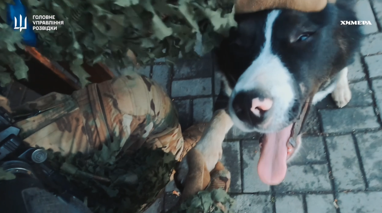 «Химера» на Запоріжжі: ГУР показав ексклюзивні кадри бойової роботи  