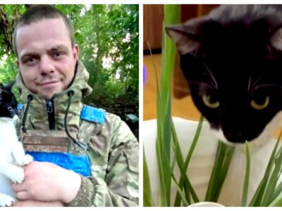 «Тепер я SEO-киця у міськраді»: історія «Ефки», яку врятували українські військові та волонтери  