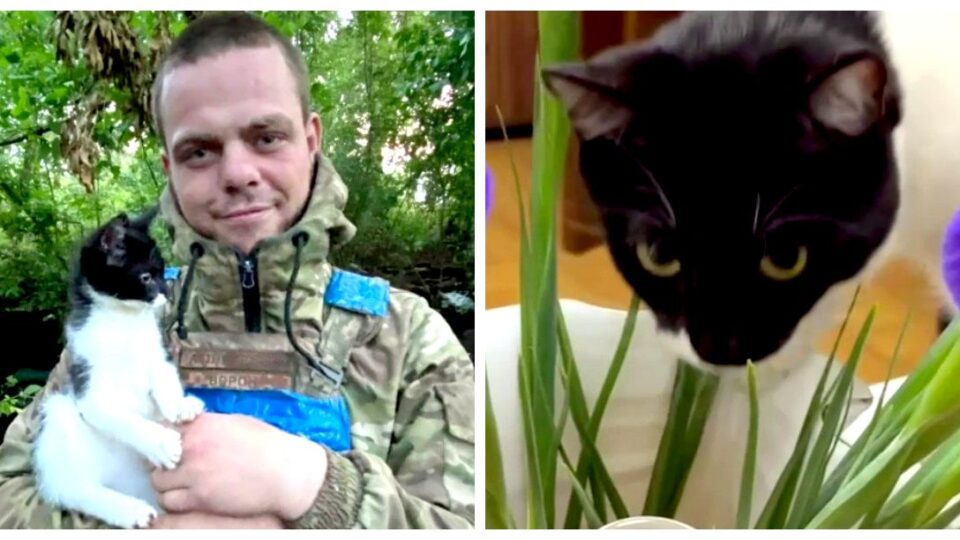 «Тепер я SEO-киця у міськраді»: історія «Ефки», яку врятували українські військові та волонтери  