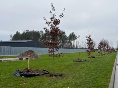 На Національному військовому меморіальному кладовищі висадили перші дерева у рамках проєкту «Алея дубів. Національна пам’ять»  